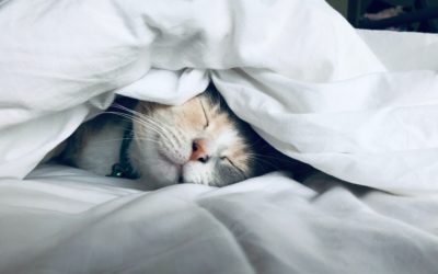 The 5 Science Backed Ways To Get A Better Sleep At Night [Backed By Research]